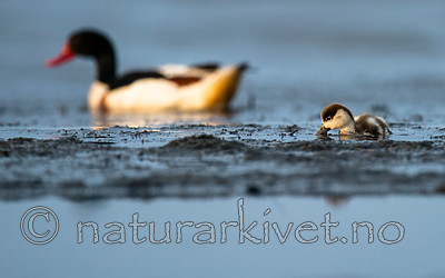 BB 15 0519 / Tadorna tadorna / Gravand